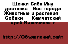 Щенки Сиба Ину доставка - Все города Животные и растения » Собаки   . Камчатский край,Вилючинск г.